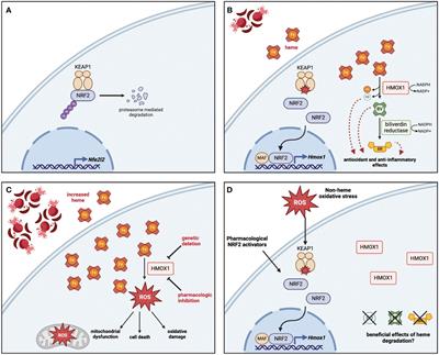 The clinical relevance of heme detoxification by the macrophage heme oxygenase system